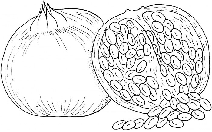Online coloring book: Coloring page pomegranate and seeds